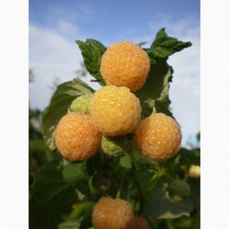 Саджанці ремонтантної жовтої малини Ранкова роса (з шипами), Альпен голд (без шипів), Київська обл.