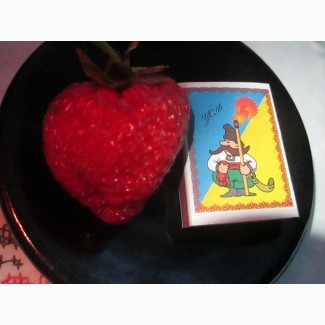 Продам саженцы клубники крупноплодной, Вінницька обл.