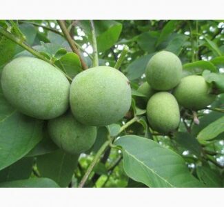 Продам саженцы ореха, Вінницька обл.