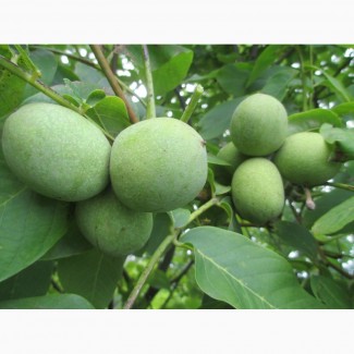 Продам саженцы ореха, Вінницька обл.