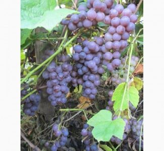 Продам саженцы винограда Американского "Юпитер" бескосточкового, Вінницька обл.
