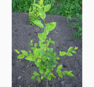 Підщепа (подвой) Евріка для літнього окулірування, Київська обл.