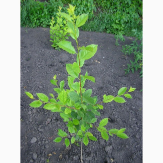 Підщепа (подвой) Евріка для літнього окулірування, Київська обл.