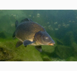 ПРОДАЖА. Живая рыба. Толстолоб, Черкаська обл.