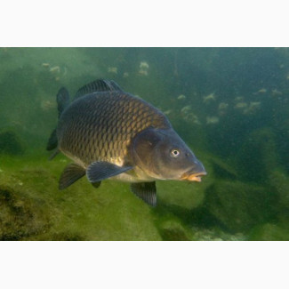 ПРОДАЖА. Живая рыба. Толстолоб, Черкаська обл.