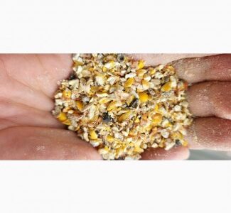 Закуповуємо некондиційну пшеницю та кукурудзу. Пророслу, сажкову, зіпсовану із запахом, Київ