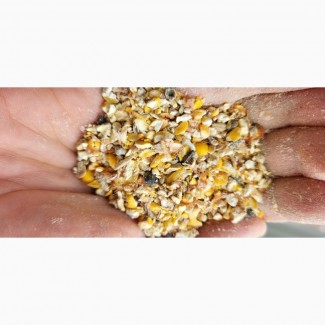 Закуповуємо некондиційну пшеницю та кукурудзу. Пророслу, сажкову, зіпсовану із запахом, Київ